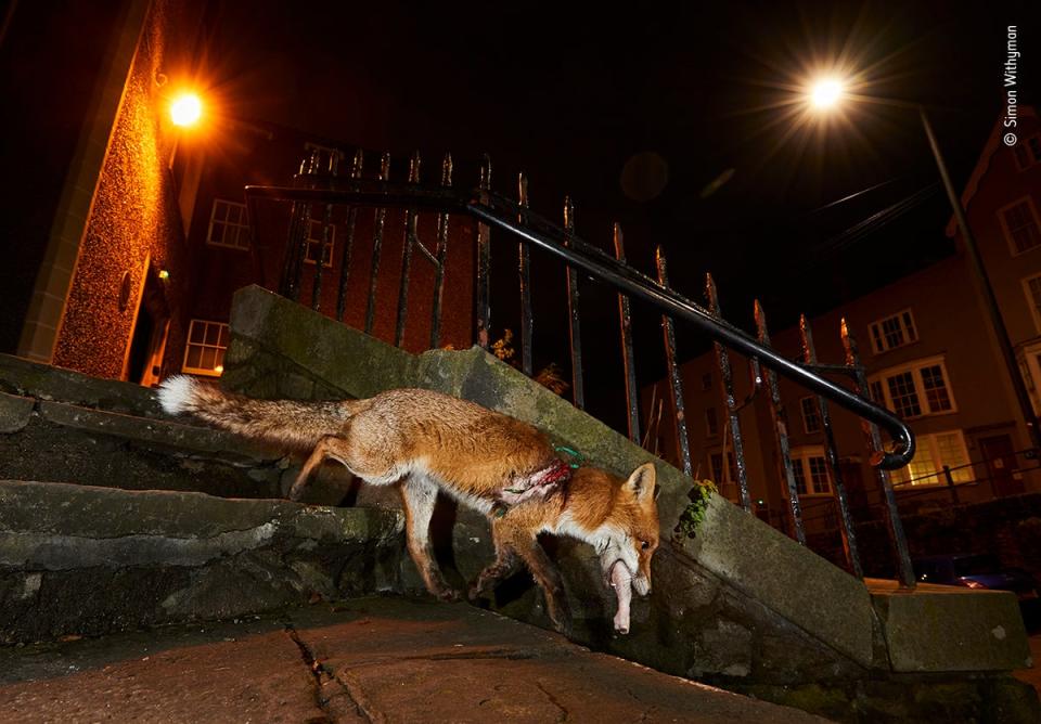 Fox affection (Simon Withyman/Wildlife Photographer of the Year)