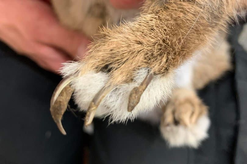 The rabbit that was found abadoned in a cramped cage -Credit:Woodside Animal Welfare Trust