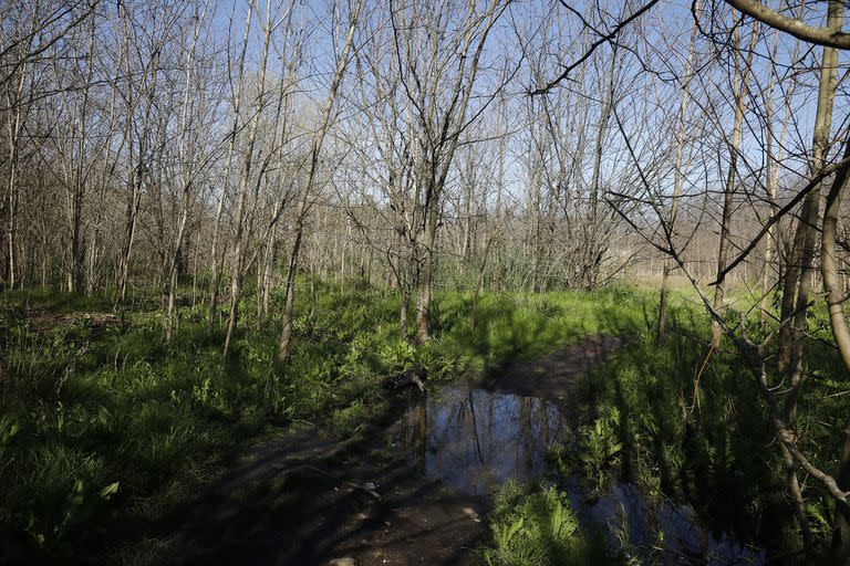 La frondosidad del humedal lo vuelve por momentos impenetrable al avance del hombre