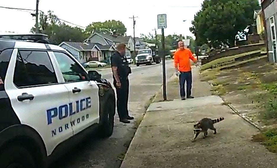 Norwood police euthanized a raccoon that appeared to be sick. A citizen complained stating their actions were inhumane.