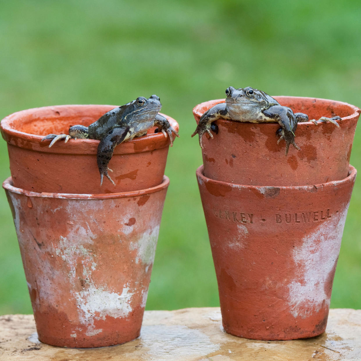  Frogs sitting in terracotta flower pots. 