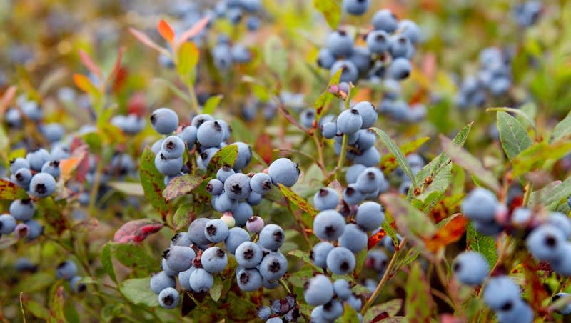 In this July 27, 2012, file photo, wild blueberries await harvesting in Warren, Maine.