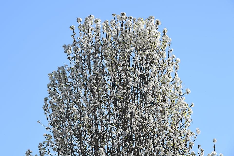 Pyrus calleryana, also known as the Callery pear or Bradford pear, is a species of tree in the Upstate. Depending on a number of factors on your personal allergies; trees and plants like this can cause reactions.