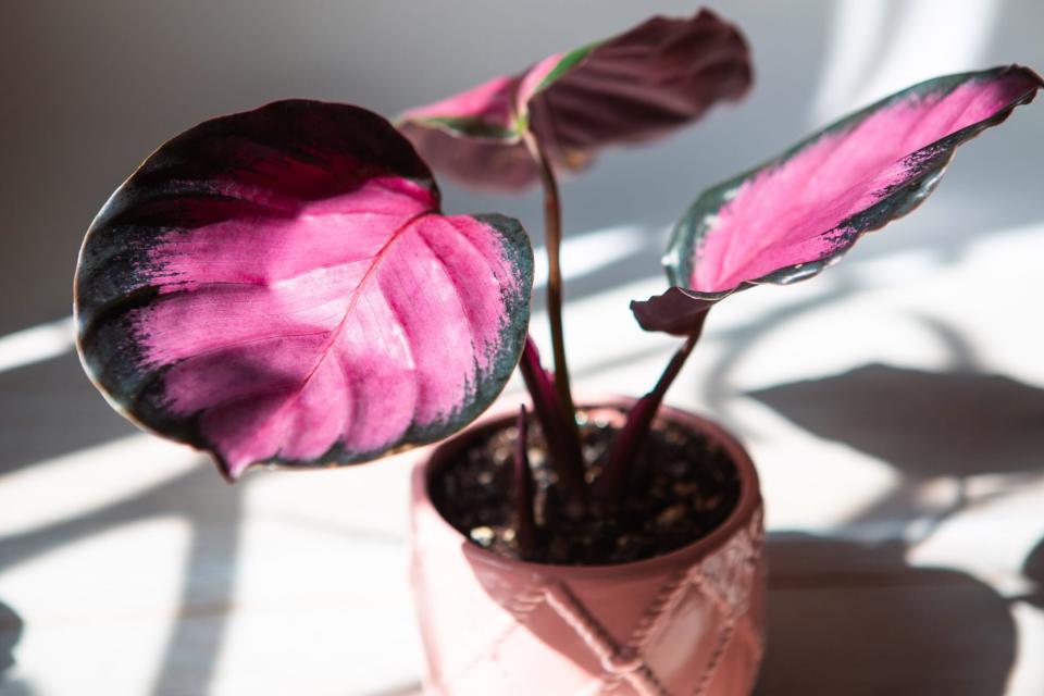 Calathea roseopicta Dottie, Rosy pink leaf close-up on the windowsill in bright sunlight with shadows