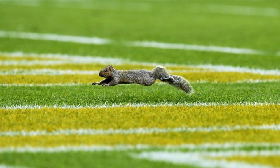 <p>A squirrel runs across the field during the game between the Green Bay Packers and the Indianapolis Colts at Lambeau Field on November 6, 2016 in Green Bay, Wisconsin. (Photo by Dylan Buell/Getty Images) </p>