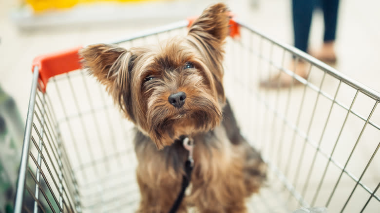 Dog in shopping cart