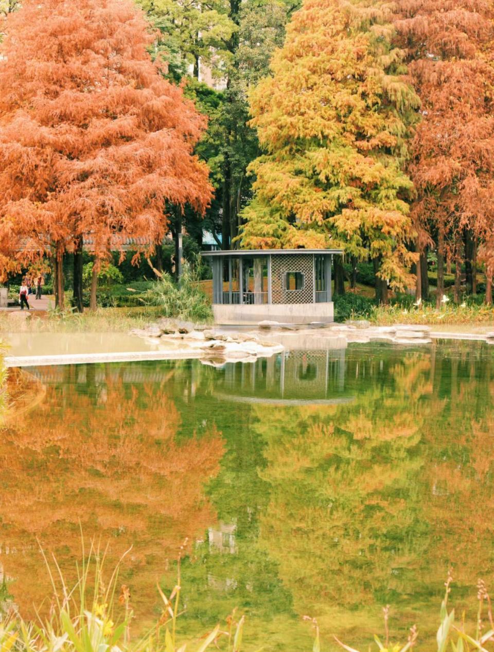 深圳好去處｜深圳4大落羽松打卡景點！地鐵直達 熱門蓮花山公園、仙湖植物園天空之鏡、四海公園人流最少、荔枝公園最具古典美