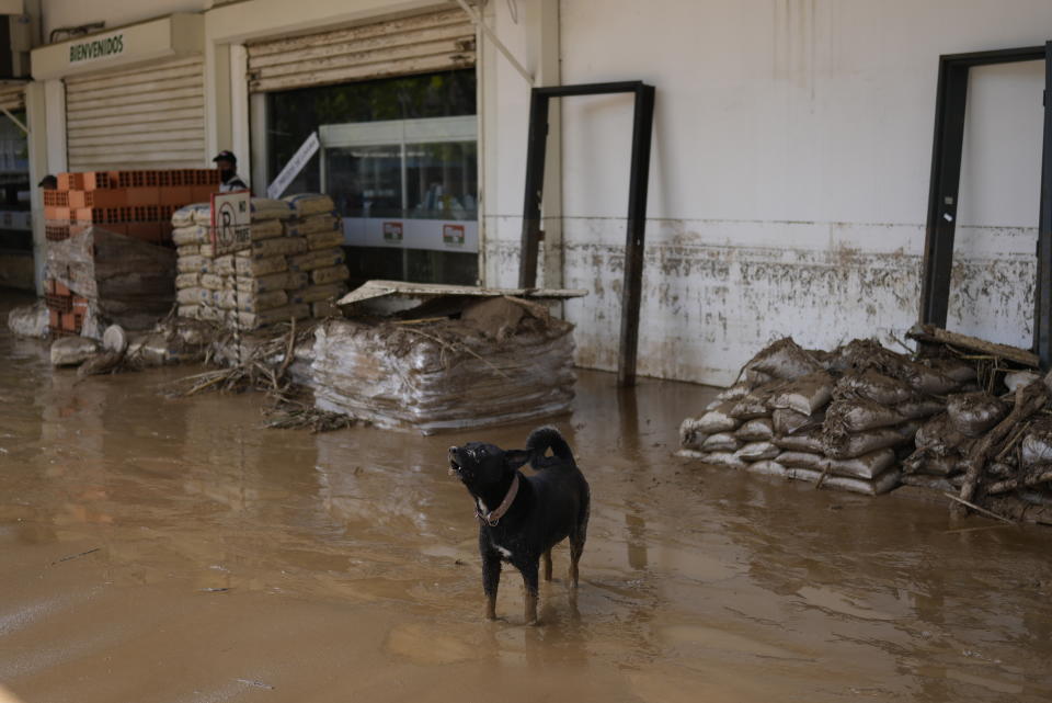 A dog barks from a flooded hardware store in Las Tejerias, Venezuela, Monday, Oct. 10, 2022. A fatal landslide fueled by flooding and days of torrential rain swept through this town in central Venezuela. (AP Photo/Matias Delacroix)