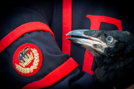 Tower of London Ravenmaster Chris Skaife holds a baby raven in London, Britain May 14, 2019. Picture taken May 14, 2019. Historic Royal Palaces/Handout via REUTERS. THIS IMAGE HAS BEEN SUPPLIED BY A THIRD PARTY. MANDATORY CREDIT. NO RESALES. NO ARCHIVES.