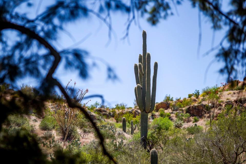 A mature saguaro cactus grows at Boyce Thompson Arboretum on April 23, 2020.