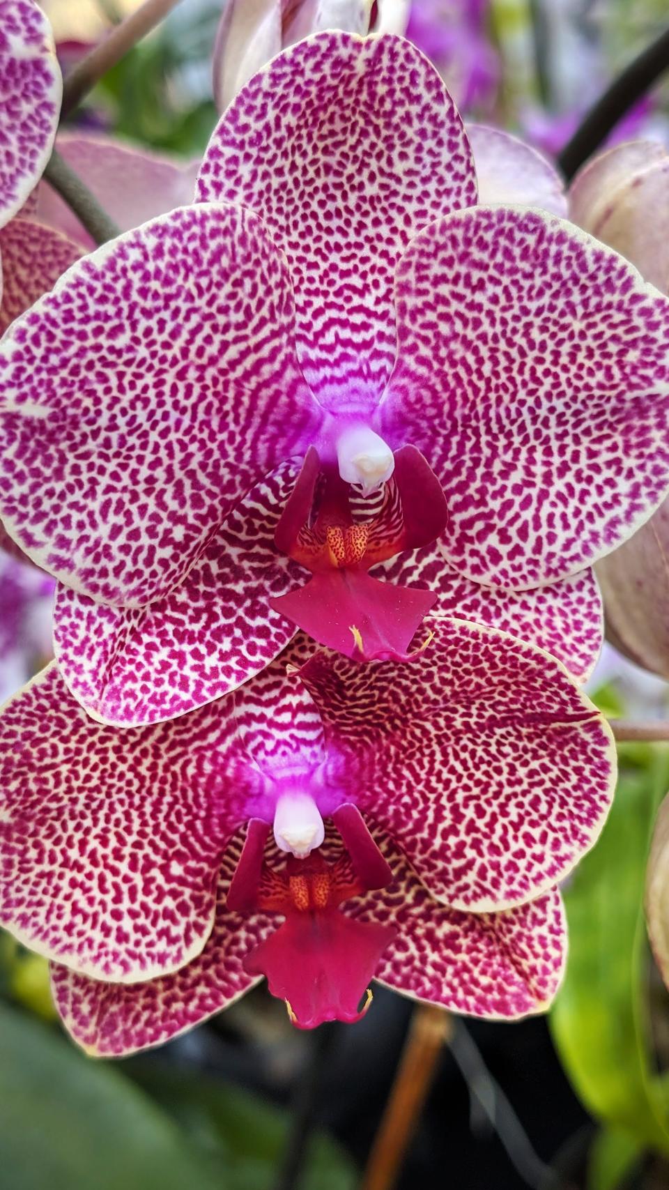 'For the Love of Orchids' orchid show and sale showcases nearly a thousand orchids and dozens of rare species.