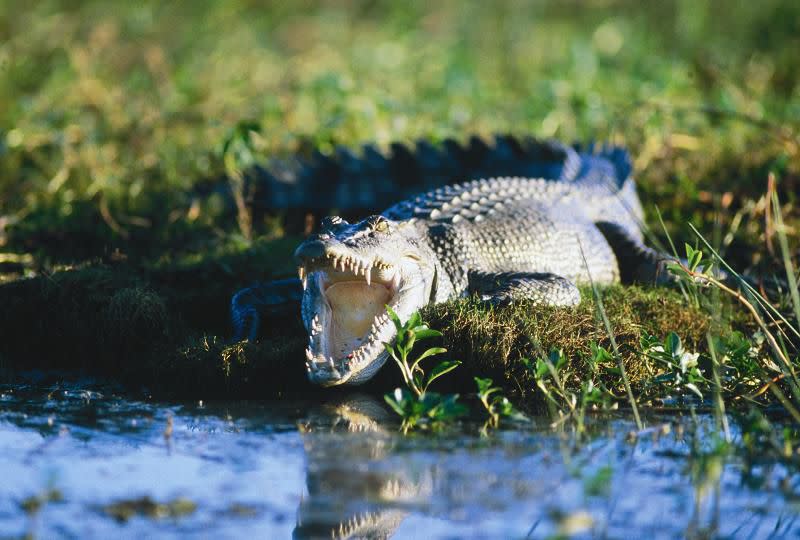 © Tourism NT Saltwater crocodile ... watch out for danger.
