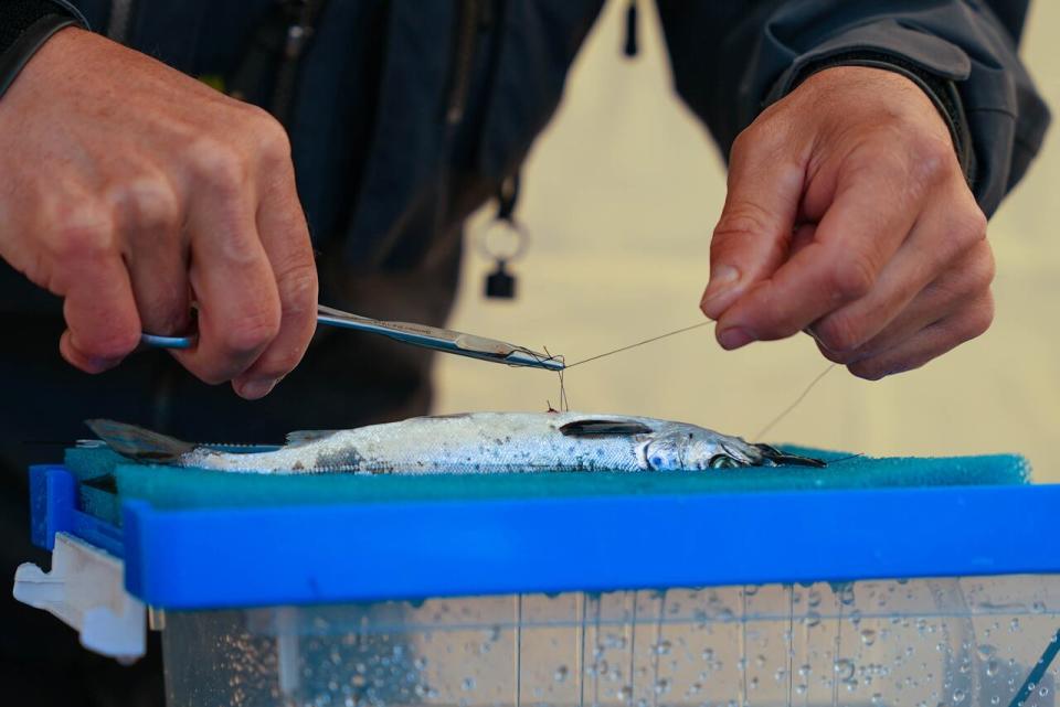 A small smolt, or young salmon, is stitched up after receiving a transmitter that will help determine the fish's migration patterns and other scientific data.