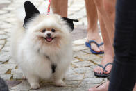 <p>Dogs at Howlloween at the Grand Copthorne Waterfront Hotel. (Photo: Bryan Huang/Yahoo Lifestyle Singapore)</p>