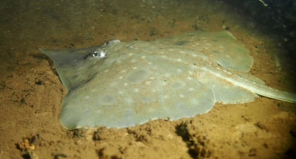 Tasmania's maugean skate on the bottom of Macquarie Harbour.