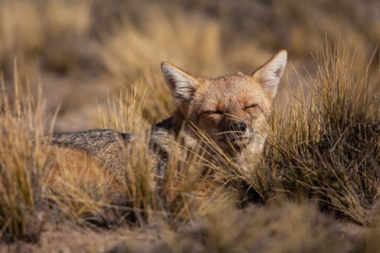 Zorro colorado, una de las especies que hay en Mendoza