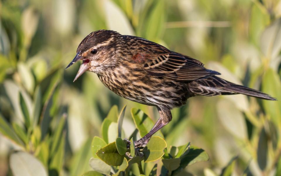 Female red-winged blackbird (Agelaius phoeniceus), Galveston, Texas, USA. - Credit:  Ivan Kuzmin/Alamy Stock Photo