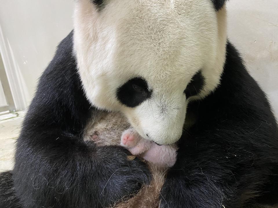 Jia Jia and her cub. (PHOTO: WRS)