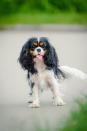 <p>The Cavalier King Charles Spaniel takes after its royal ties - the dog will happily lounge on its throne all day or go for a brisk trot around the garden if its owner asks. The<a rel="nofollow noopener" href="https://www.womansday.com/life/pet-care/g25373043/boy-dog-names/" target="_blank" data-ylk="slk:adorable breed;elm:context_link;itc:0;sec:content-canvas" class="link "> adorable breed</a> really takes on the personality of the family it belongs to - if you have a more active family, your pup will be more energetic, but if your family is more centered around home life, then it'll become more of a homebody. Simple as that!</p>