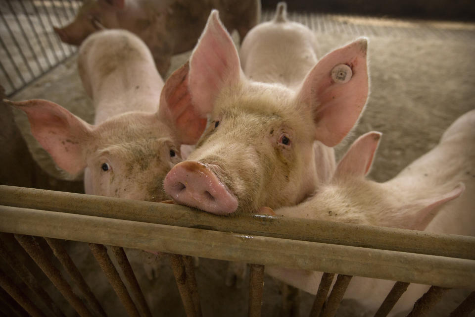 In this May 8, 2019, photo, pigs stand in a barn at a pig farm in Jiangjiaqiao village in northern China's Hebei province. Pork lovers worldwide are wincing at prices that have jumped by up to 40 percent as China's struggle to stamp out African swine fever in its vast pig herds sends shockwaves through global meat markets. (AP Photo/Mark Schiefelbein)