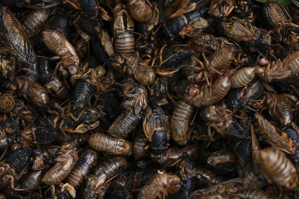 Dead periodical cicadas and nymphal shells pile up at the base of a tree, Saturday, May 18, 2024, in Charleston, Ill. Trillions of once hidden baby bugs are in the air, on the trees and perching upon people's shirts, hats and even faces. (AP Photo/Carolyn Kaster)