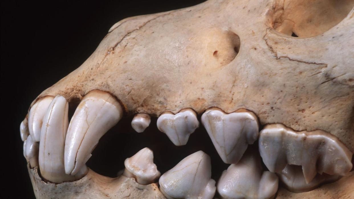 brown hyaena skull showing large canine and incisor teeth adapted to tearing flesh and breaking bones hyaena brunnea