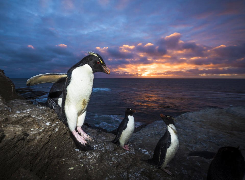 Breathtaking shots of king penguins marching in golden sunrise