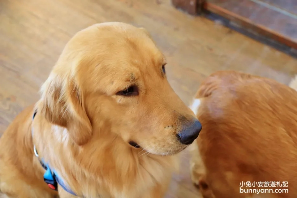 台中景點｜獵犬不打獵寵物餐廳