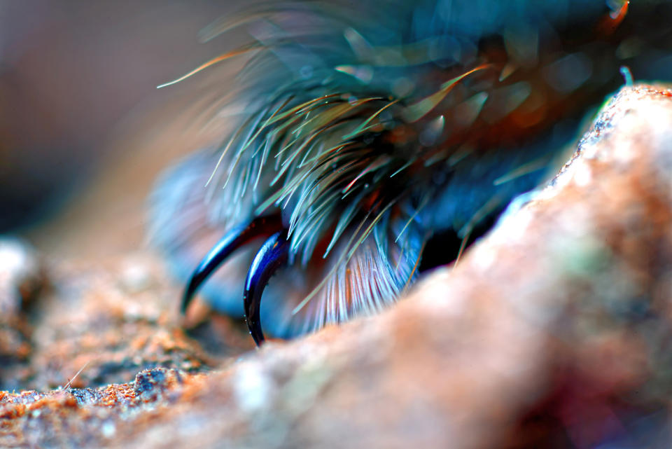 Spider photographer has a fetish for feet … all eight of them