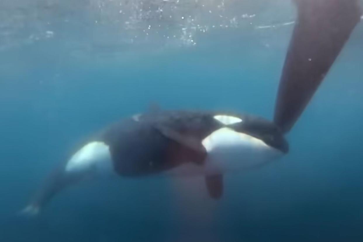 Watch Aggressive Orcas Target Another Sailing Ship Off the Coast of Europe photo