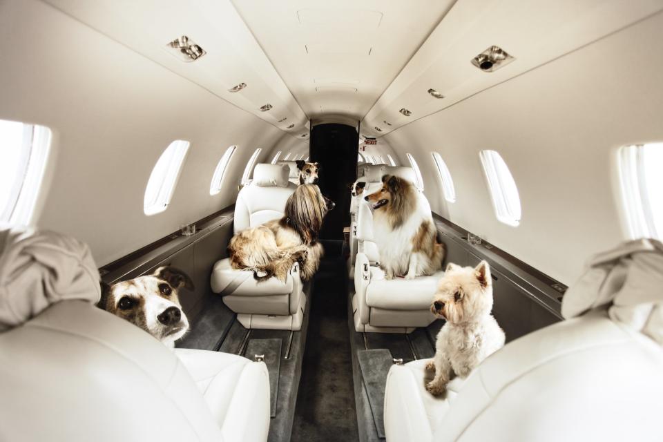 Victor_Jet_Charter_Pets_On_Jets_01