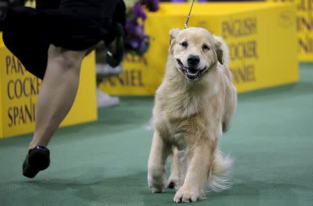 A Golden Retriever runs with his handler during competition. REUTERS/Mike Segar