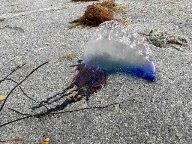 This Portuguese man o' war was photographed near Bowman's Beach and Blind Pass on Sanibel Island in Florida on Tuesday, June 20. Two of these creatures washed up in Sunset Beach this week.