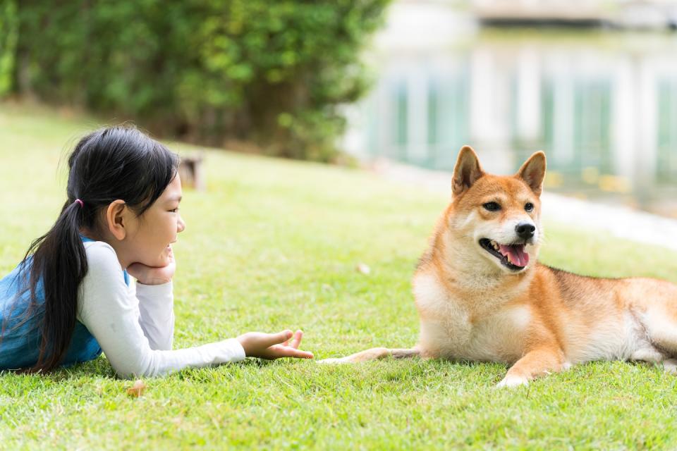 A girl playing with a Shiba Inu dog in the park (Photo: Getty Images) 