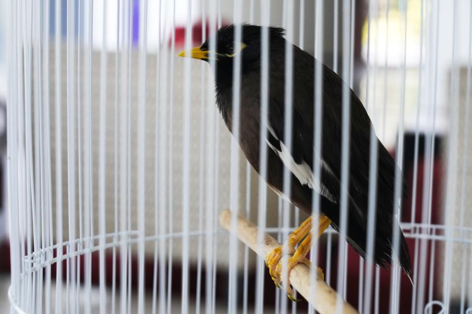 Juji, a rescued yellow-beaked mynah carried into the United Arab Emirates by a fleeing Afghan refugee, sits in a cage at the French ambassador's home in Abu Dhabi, United Arab Emirates, Sunday, Oct. 10, 2021 The small bird rescued from Kabul by French Ambassador to the UAE, Xavier Chatel, during France’s frantic evacuations has touched a global nerve, providing an uplifting counterpoint to the crises afflicting Afghanistan amid the Taliban takeover (AP Photo/Jon Gambrell)