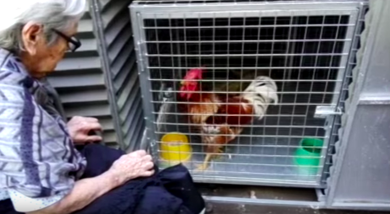 Insólito litigio por el gallo Coco, la mascota de una mujer con Alzheimer