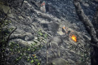 In this photo provided by the Santa Barbara County Fire Department, a deer scurries near a recently burned area off Refugio Rd., in Goleta, Calif., on Tuesday, Oct. 12, 2021. (Mike Eliason/Santa Barbara County Fire Department via AP)