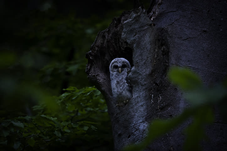 Owl peeking out from a tree hollow at dusk, surrounded by foliage