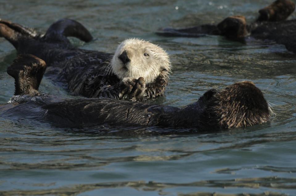 Sea otters relax while floating on their backs.