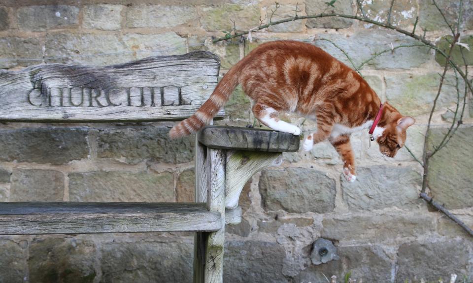 Churchill's first cat, Jock, was given to him on his 88th birthday and when Chartwell was given to the nation it was requested that there should always be a similar cat in residence - Credit: 2015 Getty Images/Peter Macdiarmid