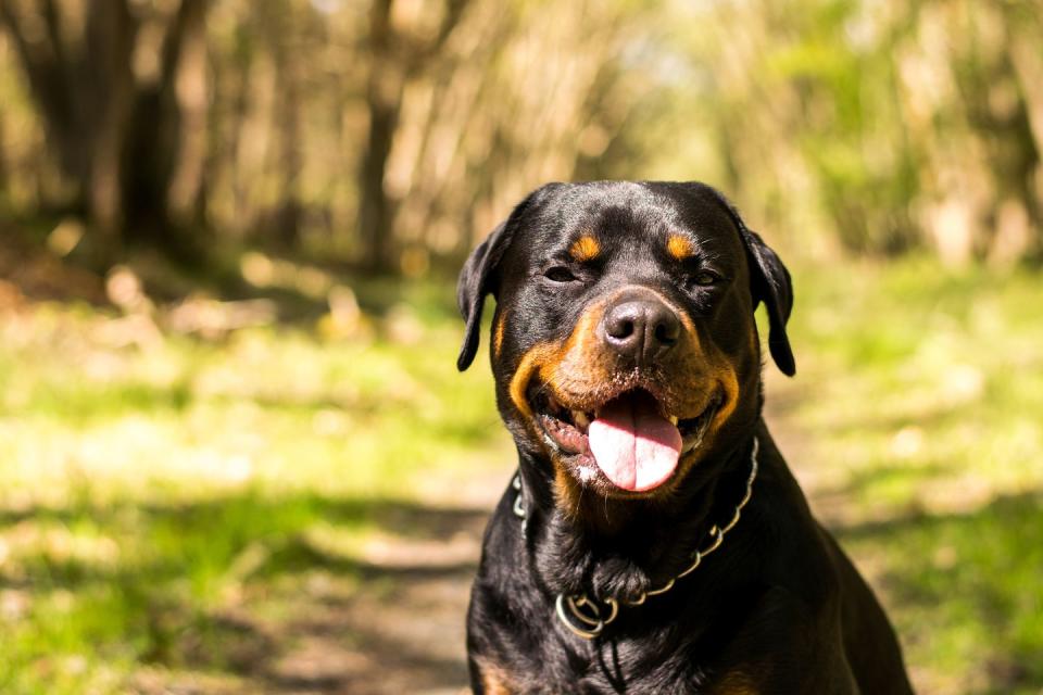 Rottweiler