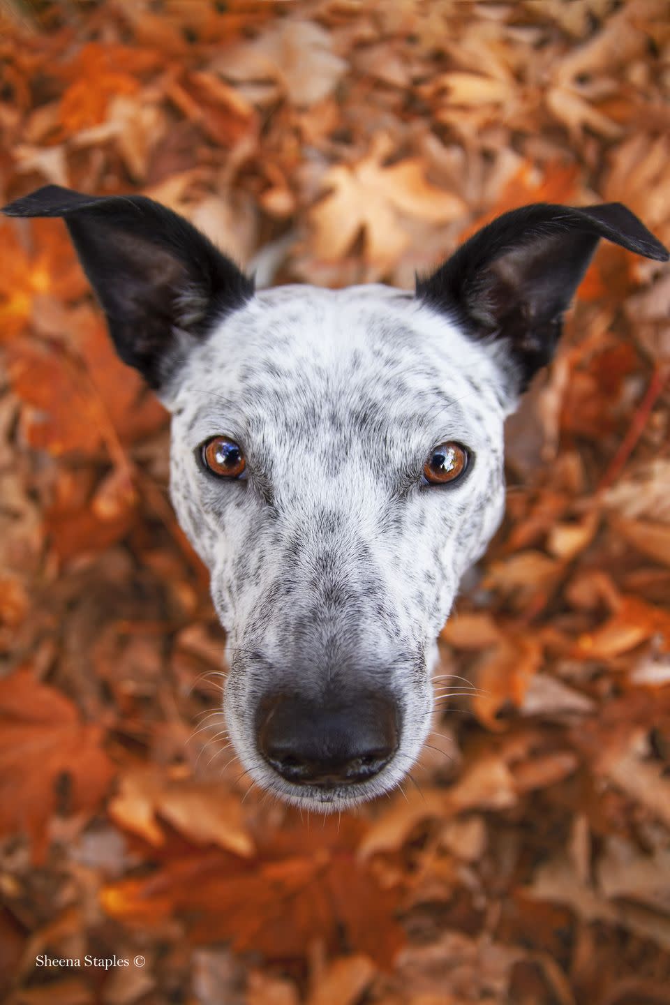 3rd place in the 'Portrait' category