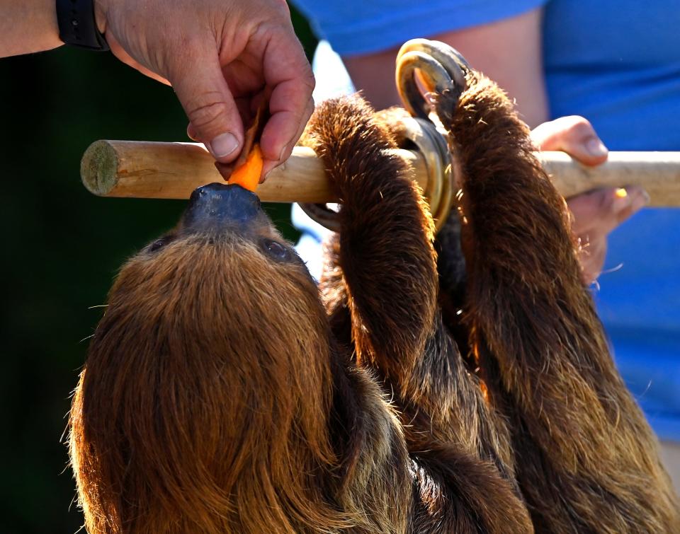 Donations given to the Abilene Zoological Society on Abilene Gives Day on Tuesday will help with the Caribbean Cove Renovation. This exhibit will house endangered species in tropical rain forest habitats, including one of the most famous zoo residents, the two-toed sloths.