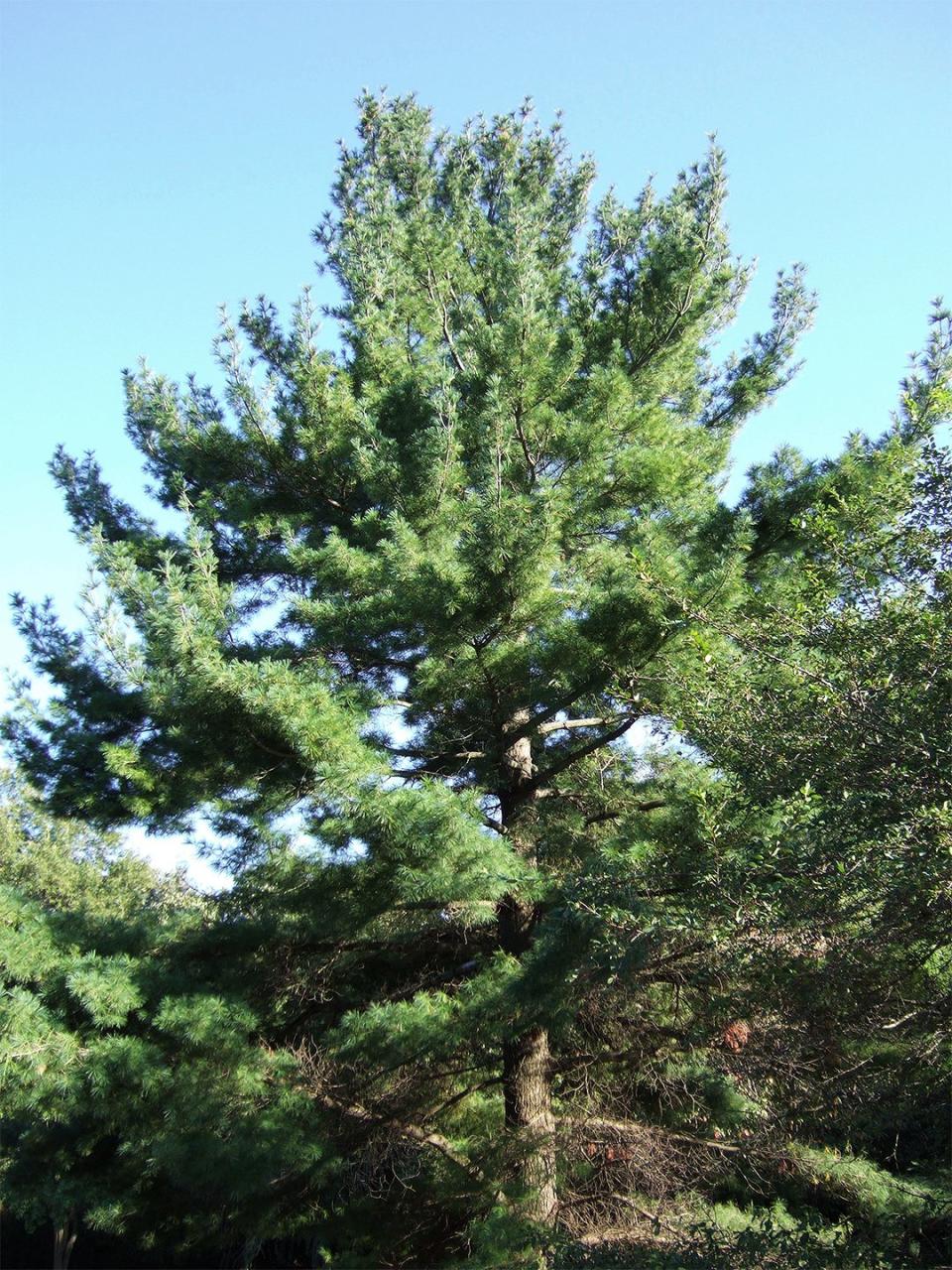 They're friendlier than a stockade fence, cheaper than a wall, and prettier than lattice. What are they? Evergreens. You'll find they offer plenty of privacy—and a whole lot more. Here are 10 great conifer candidates for evergreen landscaping.