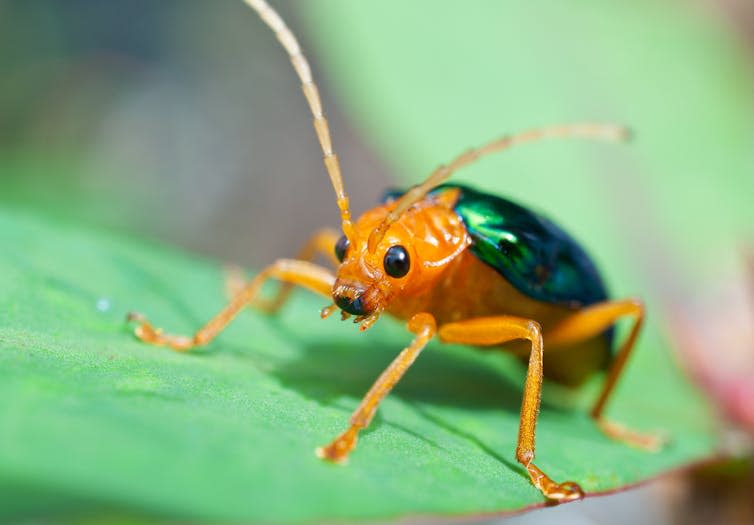 Close up of orange beetle