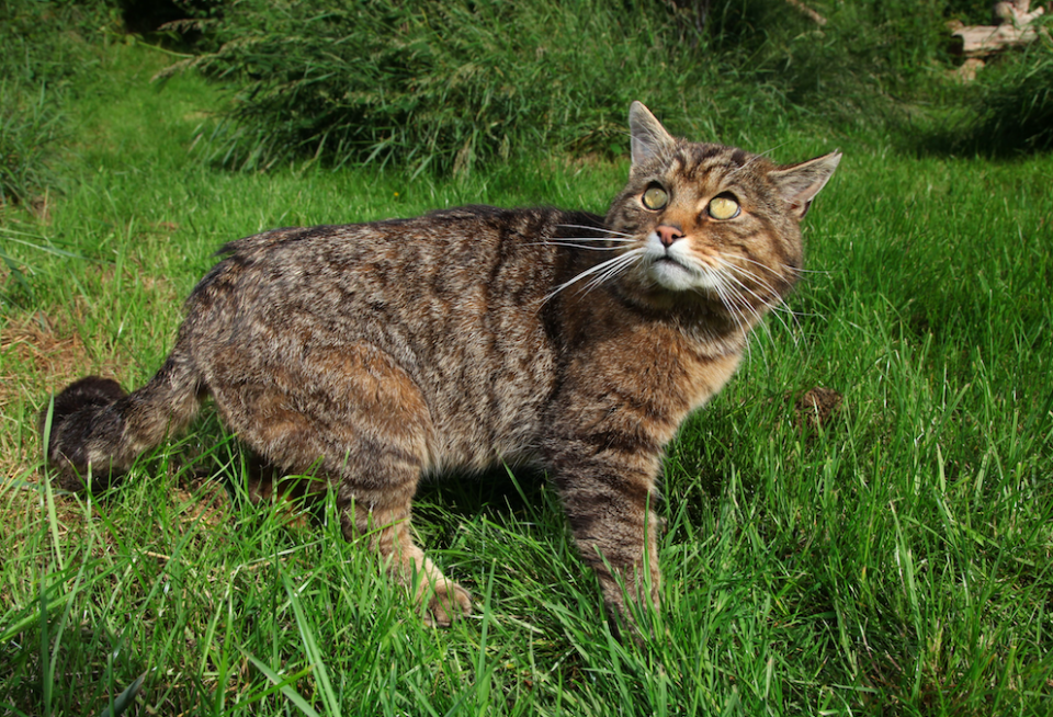 <em>Scottish wildcats are extremely rare (Rex/stock photo)</em>