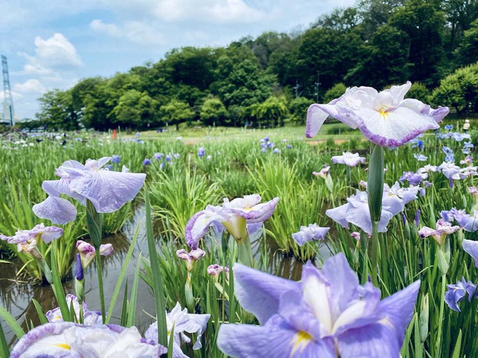 北山公園（Image Source : Getty Creative）