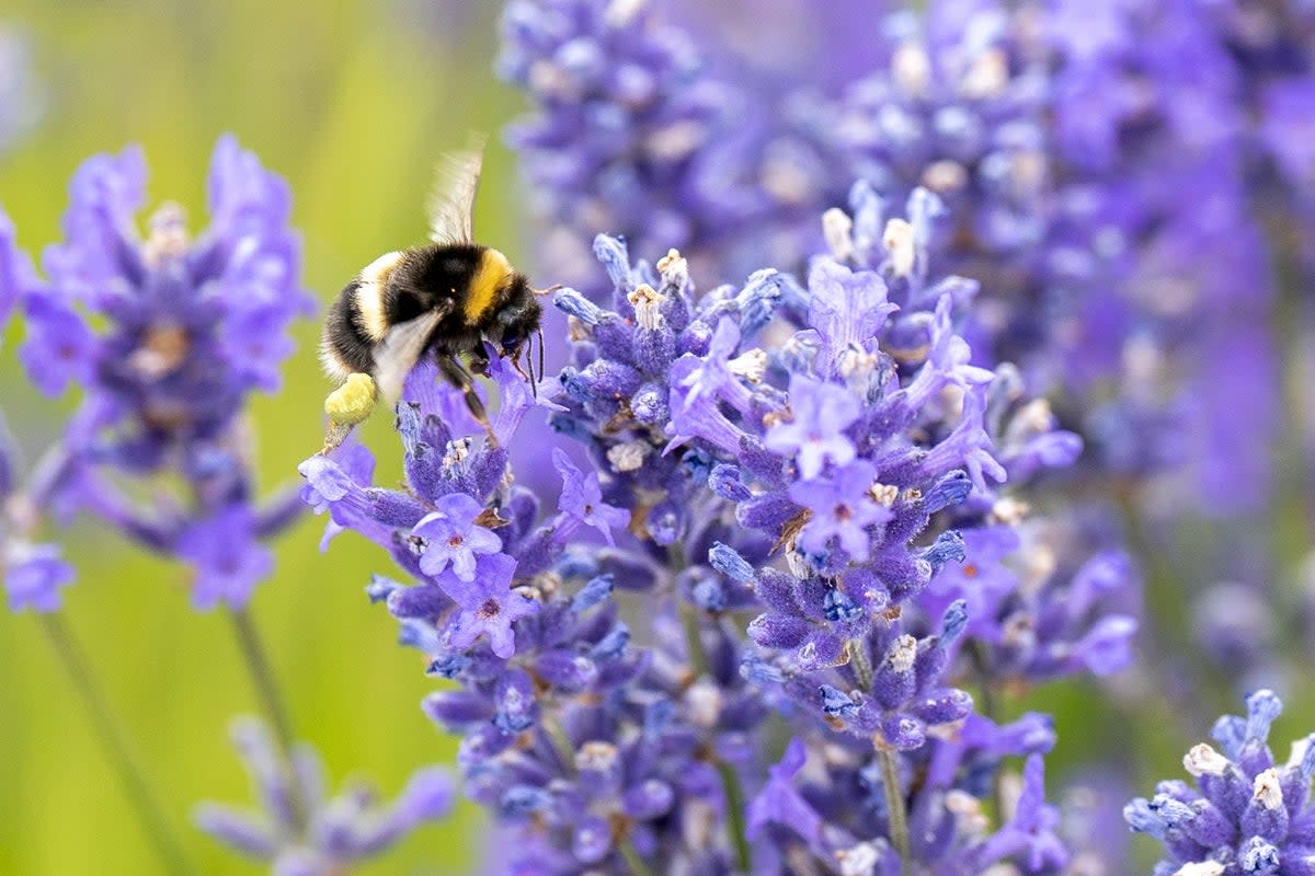 Bumblebees can survive for up to a week underwater, an accidental discovery found. File photo.  (PA Archive)