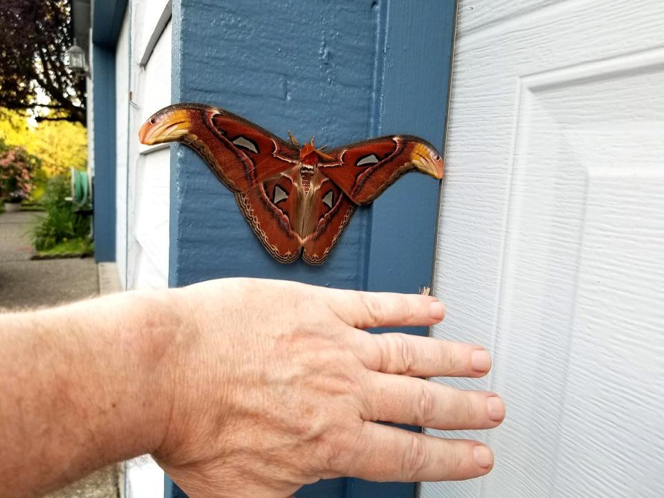 One of the World’s Largest Moth