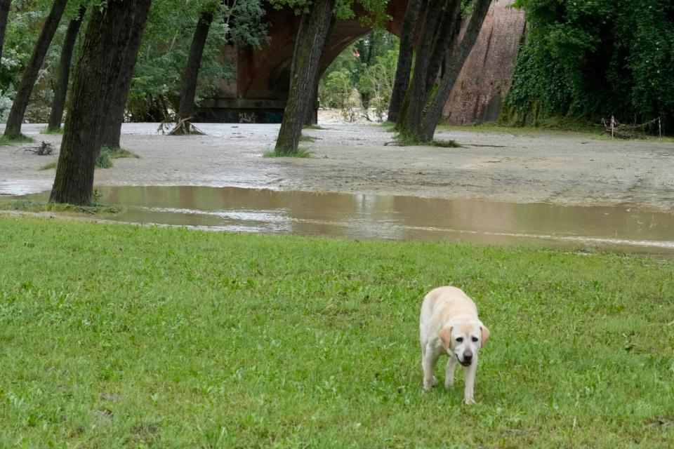 A dog walks past the swollen Santerno River, in Imola, Italy, Wednesday, May 17, 2023. The weekend's Emilia-Romagna Grand Prix in Imola has been canceled because of deadly floods. Formula One said it made the decision for safety reasons and to avoid any extra burden on the emergency services. F1 personnel had earlier been told to stay away from the track after floods affected large parts of the Emilia-Romagna region. (AP Photo/Luca Bruno) ORG XMIT: ALT115